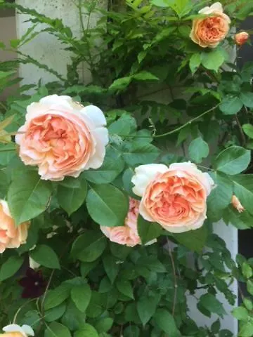 Il Loft Di Al Parco *